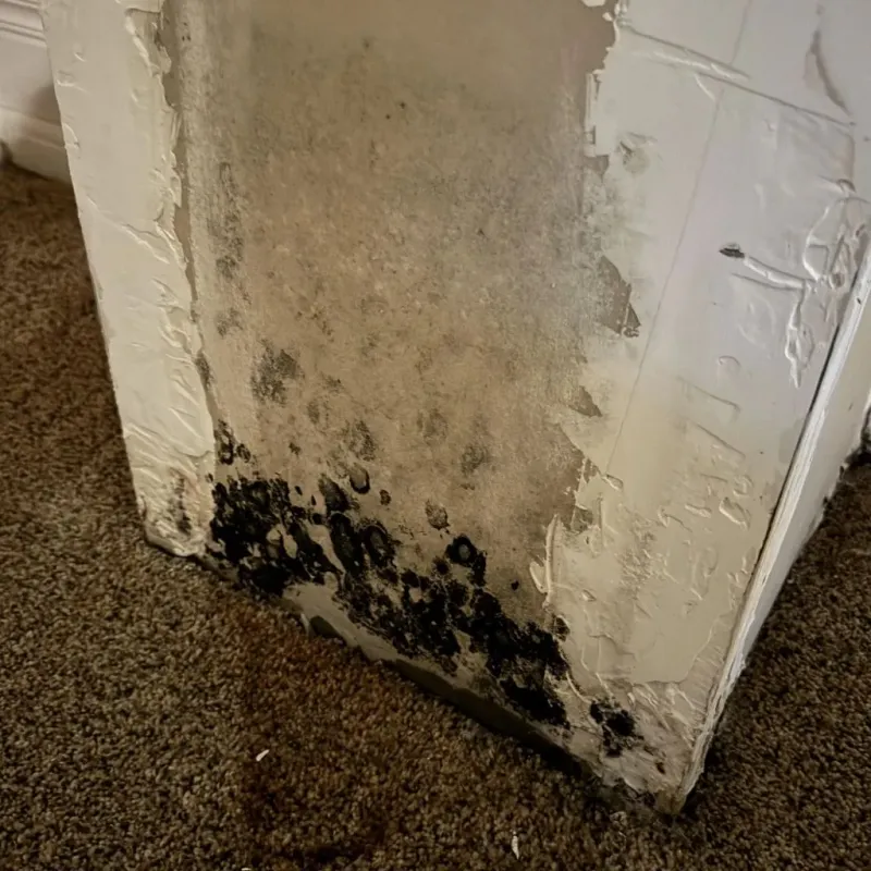 Professional Mold Removal in Marion County, AR